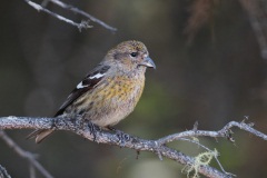 White-winged Crossbill