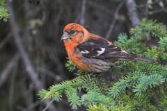 White-winged Crossbill