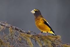 Evening Grosbeak