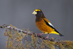 Evening Grosbeak