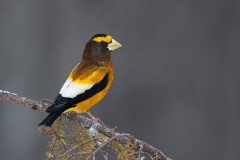 Evening Grosbeak