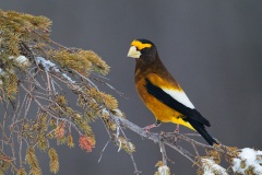 Evening Grosbeak