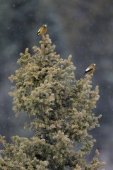 Evening Grosbeak