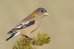 Evening Grosbeak