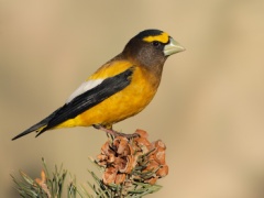 Evening Grosbeak