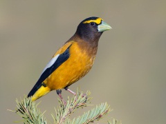 Evening Grosbeak