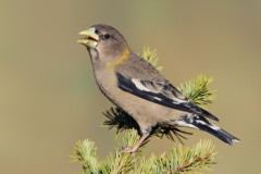 Evening Grosbeak