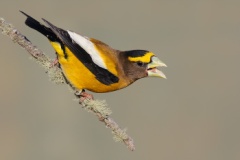 Evening Grosbeak