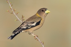 Evening Grosbeak