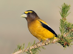 Evening Grosbeak