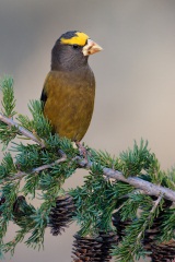 Evening Grosbeak