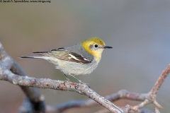 Olive Warbler