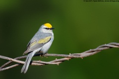 Brewster's Warbler (Golden-winged X Blue-winged, dominant)