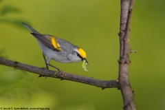 Brewster's Warbler (Golden-winged X Blue-winged, dominant)