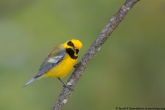 Lawrence's Warbler (Golden-winged X Blue-winged, recessive)