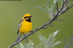 Lawrence's Warbler (Golden-winged X Blue-winged, recessive)