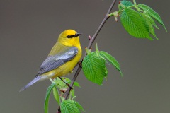 Blue-winged Warbler