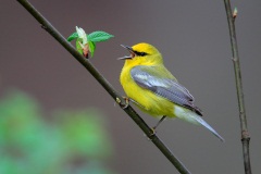 Blue-winged Warbler