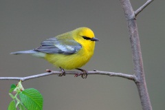 Blue-winged Warbler