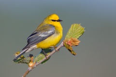 Blue-winged Warbler