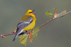 Blue-winged Warbler