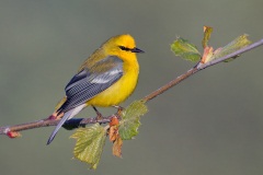 Blue-winged Warbler