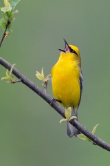 Blue-winged Warbler