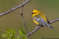 Blue-winged Warbler