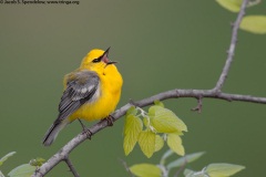 Blue-winged Warbler