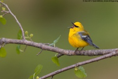 Blue-winged Warbler