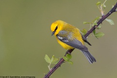 Blue-winged Warbler