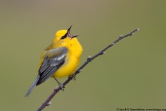 Blue-winged Warbler