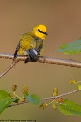 Blue-winged Warbler