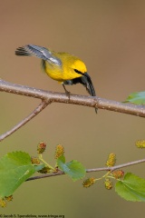 Blue-winged Warbler