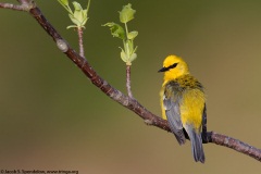 Blue-winged Warbler