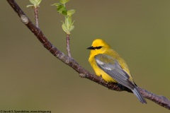 Blue-winged Warbler