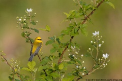 Blue-winged Warbler