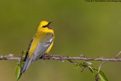 Blue-winged Warbler