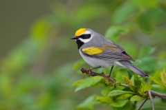 Golden-winged Warbler