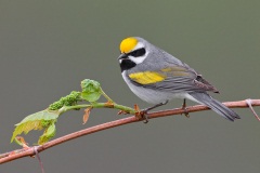 Golden-winged Warbler