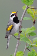 Golden-winged Warbler