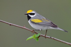 Golden-winged Warbler