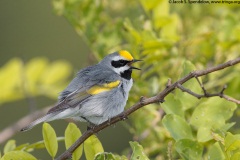 Golden-winged Warbler