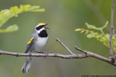 Golden-winged Warbler