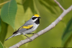 Golden-winged Warbler