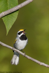 Golden-winged Warbler