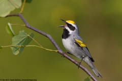 Golden-winged Warbler