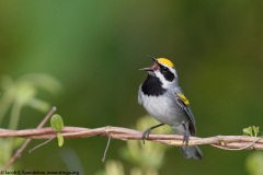 Golden-winged Warbler