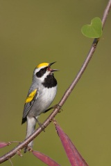 Golden-winged Warbler