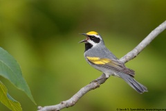 Golden-winged Warbler